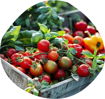 Pumpkins growing in a field
