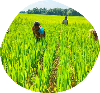 Pumpkins growing in a field