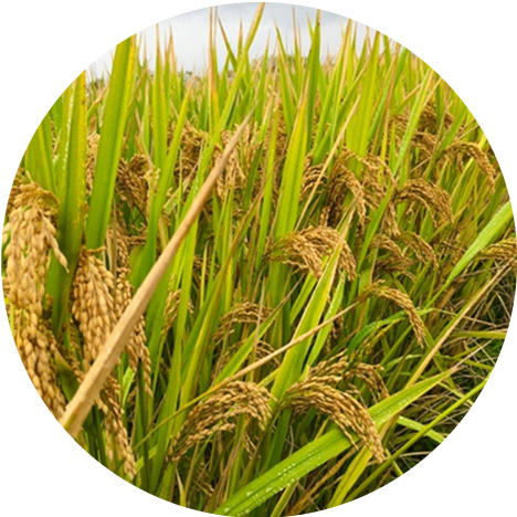 Rice crops