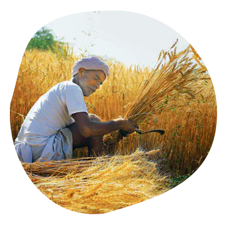 Cut pumpkin pieces on a wooden surface