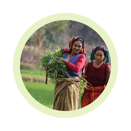 Cut pumpkin pieces on a wooden surface