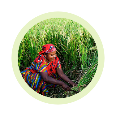 Cut pumpkin pieces on a wooden surface