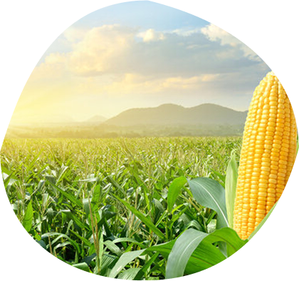 Pumpkins growing in a field