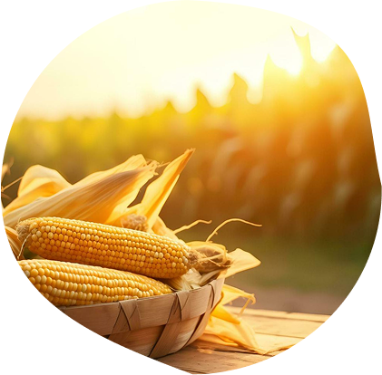 Cut pumpkin pieces on a wooden surface